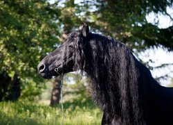 Czarny koń z długą grzywą