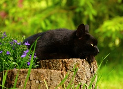 Czarny kot leżący na ściętym pniu obok fioletowych kwiatów