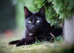 Czarny kot leżący pod gałązką