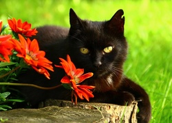 Czarny kot leży na pieńku obok czerwonych gerber