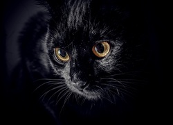 Czarny, Kot, Miodowe, Oczy