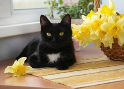 Czarny kot obok koszyka żonkili