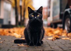 Czarny kot siedzący na chodniku