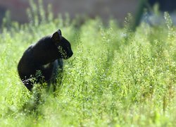 Czarny kot w wysokiej trawie