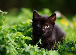 Czarny kotek w trawie