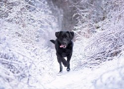 Czarny labrador retriever na zaśnieżonej ścieżce