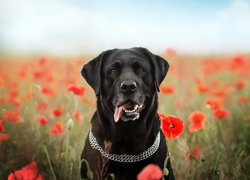 Pies, Labrador retriever, Obroża, Kwiaty, Maki