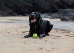 Czarny, Labrador retriever, Piłeczka, Plaża