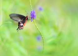 Motyl, Czarny, Fioletowy, Kwiatek