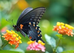 Motyl, Czarny, Kwiaty
