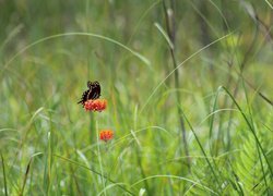 Czarny motyl na kwiatku