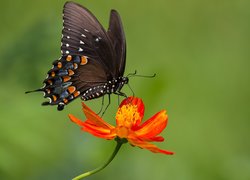 Motyl, Paź, Papilio polyxenes, Kolorowy, Kwiat, Cynia, Rozmycie