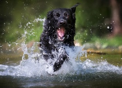 Czarny owczarek niemiecki, Pies, Rozbryzgująca, Woda