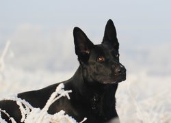 Czarny owczarek niemiecki na śniegu