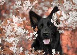Pies, Czarny owczarek niemiecki, Białe, Kwiatki, Gałązki