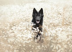 Pies, Czarny owczarek niemiecki, Łąka, Kwiatki