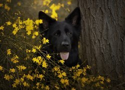 Czarny owczarek niemiecki w żółtych kwiatach