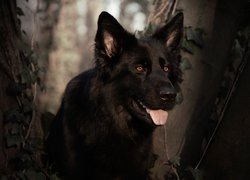 Pies, Czarny owczarek niemiecki, Mordka, Język, Drzewa, Rośliny