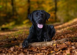 Czarny pies labrador retriever