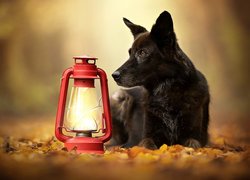 Czarny pies obok lampy