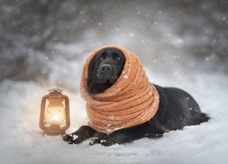 Czarny pies owinięty szalikiem obok lampy