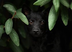Czarny pies pod zielonymi liśćmi