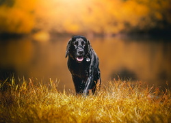 Czarny pies w obroży spaceruje po trawie