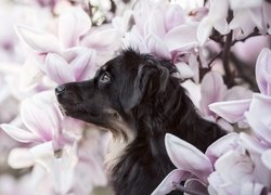 Czarny pies wśród kwiatów magnolii