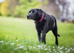 Czarny pies z obrożą na trawie
