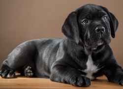 Czarny szczeniak cane corso z białym krawatem