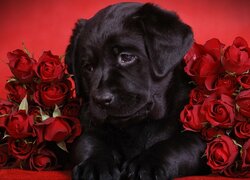 Czarny, Labrador retriever, Czerwone, Róże