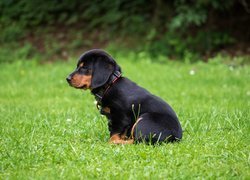 Czarny szczeniak rottweiler siedzący na trawie