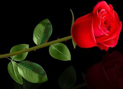 Czerwona graficzna róża