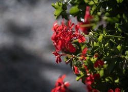 Pelargonia, Kwiaty, Światło