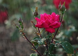 Czerwona róża i pąki w deszczu