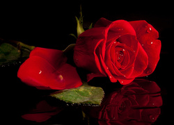 Czerwona róża i płatki w kroplach wody