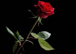 Czerwona róża na ciemnym tle