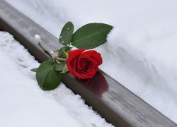 Czerwona róża na szynie