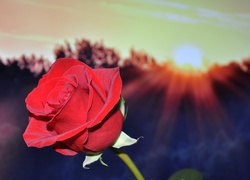 Czerwona róża w blasku zachodzącego słońca