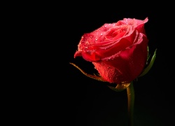 Czerwona, Róża, Rosa, Czarne tło