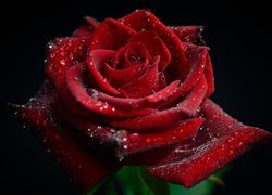 Czerwona róża z kropelkami wody na czarnym tle
