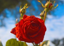 Czerwona róża z pąkami w zbliżeniu