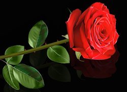 Kwiat, Róża, Czarne, Tło, 2D