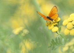 Kwiat, Wrotycz, Pomarańczowy, Motyl, Czerwończyk dukacik