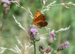 Motyl, Czerwończyk dukacik, Kwiat, Polny