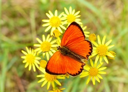 Owad, Motyl, Modraszek, Czerwończyk dukacik, Kwiatki, Żółte