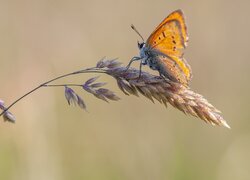 Motyl, Czerwończyk, Trawa, Źdźbło