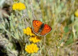 Kwiaty, Motyl, Czerwończyk nieparek