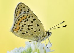 Motyl, Czerwończyk uroczek, Kwiat, Rozmycie, Makro