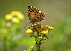 Motyl, Czerwończyk uroczek, Żółte, Kwiaty